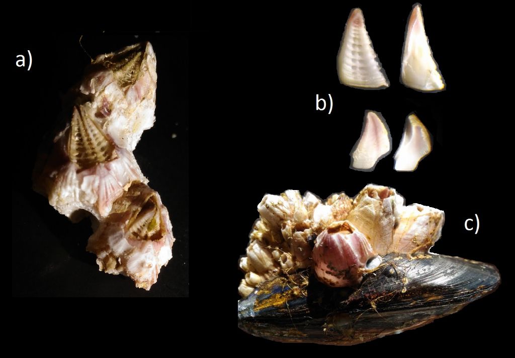 Balanus trigonus Darwin, 1854